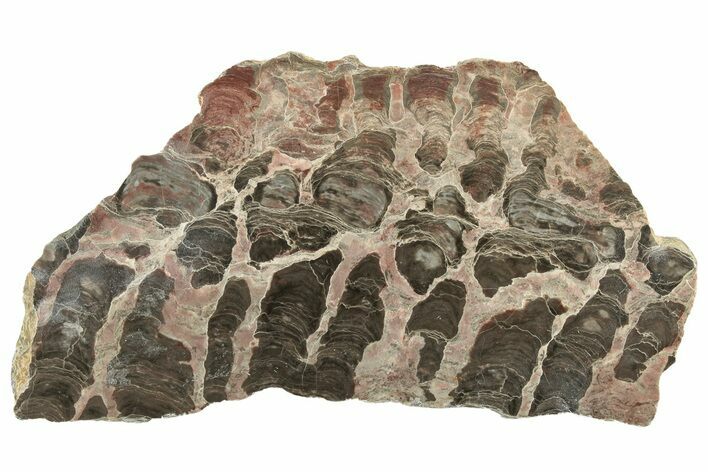 Polished Stromatolite (Inzeria) Slab - Million Years #243155